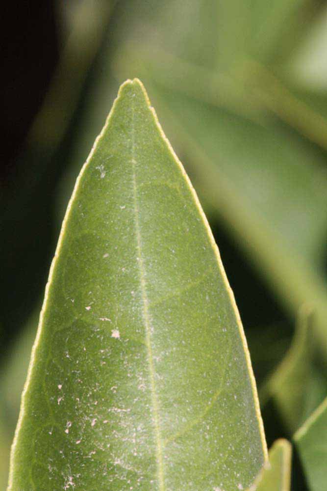              Margin (Blanca Macetera, Riverside, CA)       